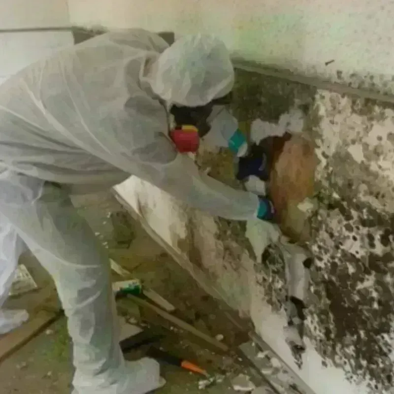 Mold Remediation and Removal in Throckmorton, TX